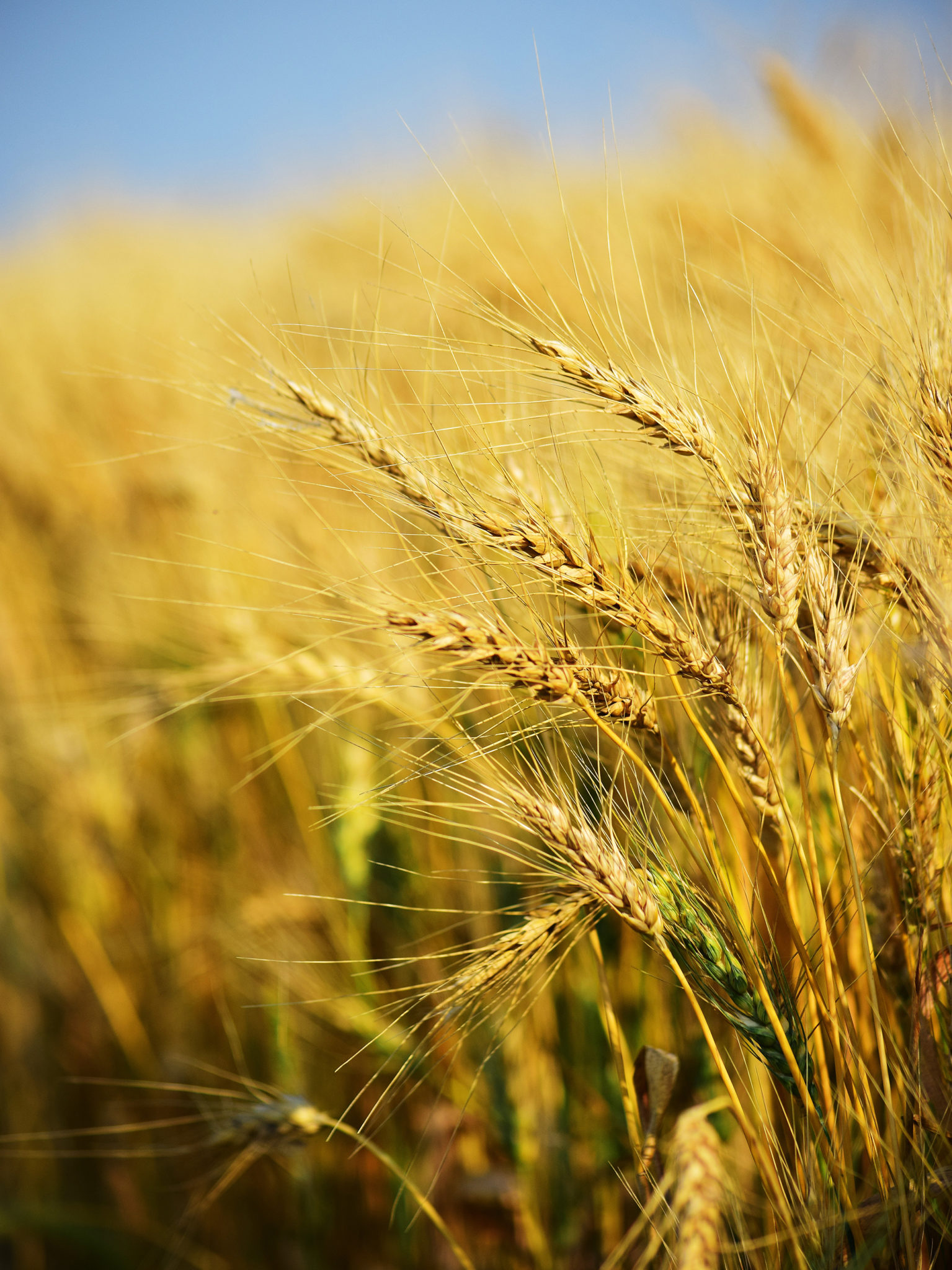 A Letter from the Elders